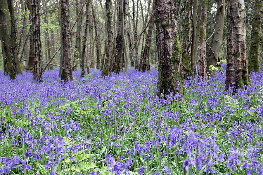 English bluebell wood Effingham Surrey Photograph by Julia Gavin