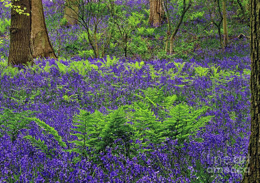 English Bluebell Woodland #1 Photograph by Martyn Arnold