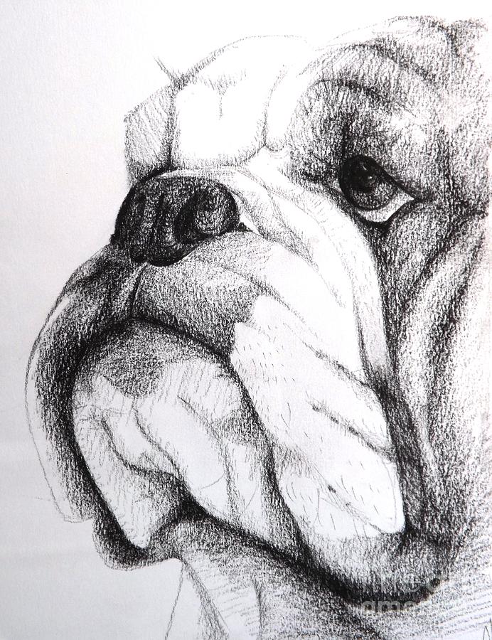 English Bulldog #1 Drawing by Nic Mogg