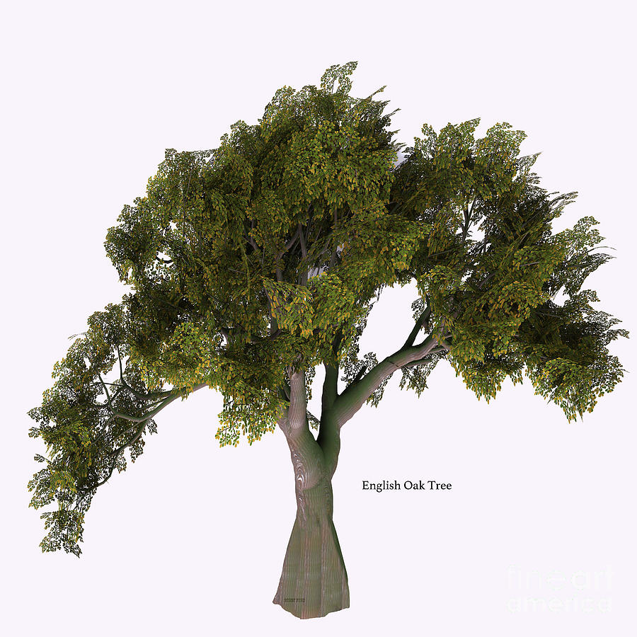 English Oak Tree #1 Digital Art by Corey Ford
