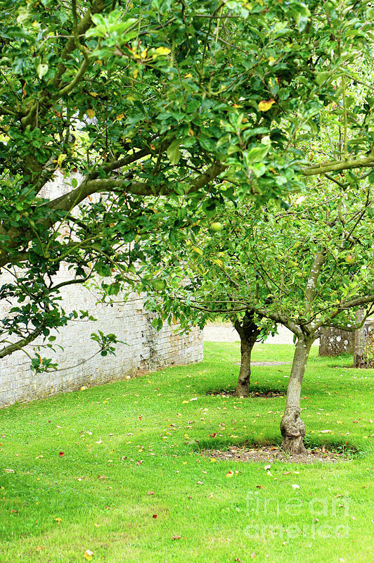 English orchard #1 Photograph by Tom Gowanlock