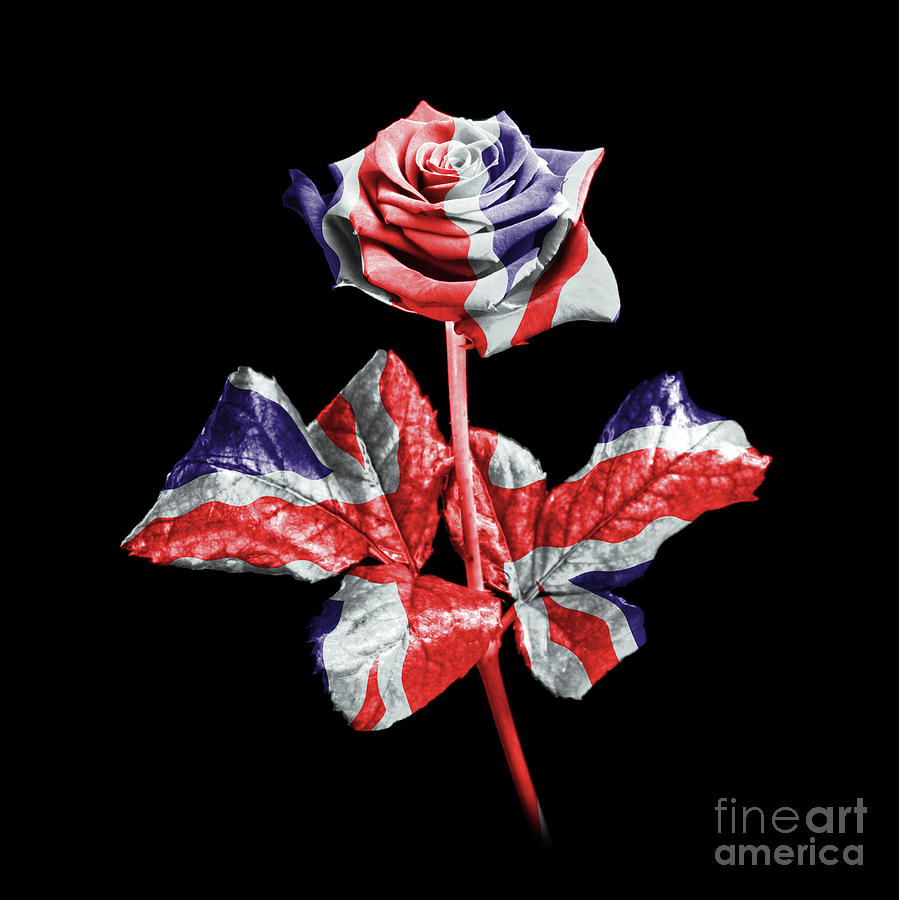 English Rose Photograph