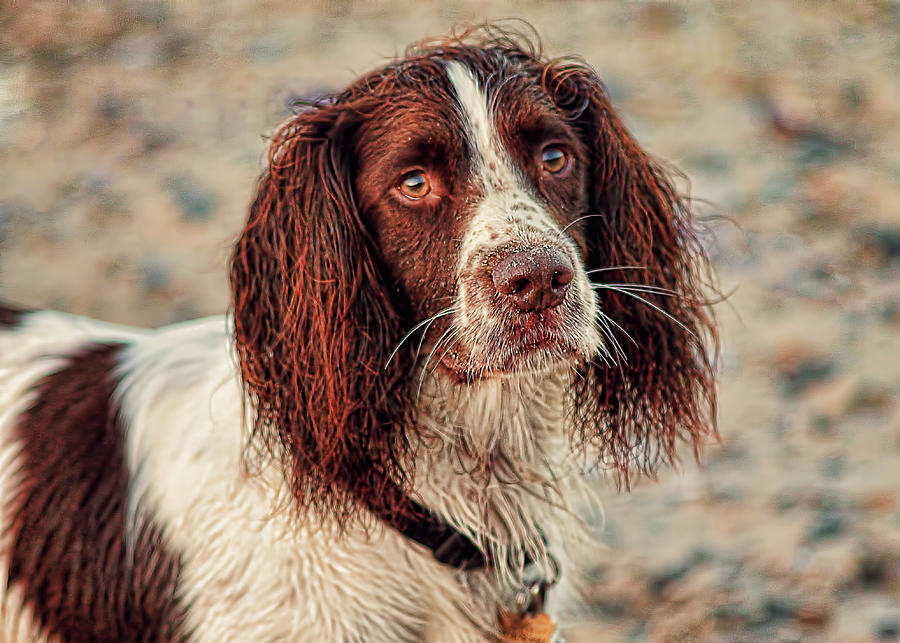 English Springer Spaniel Photograph by Joanne Wilde | Fine Art America