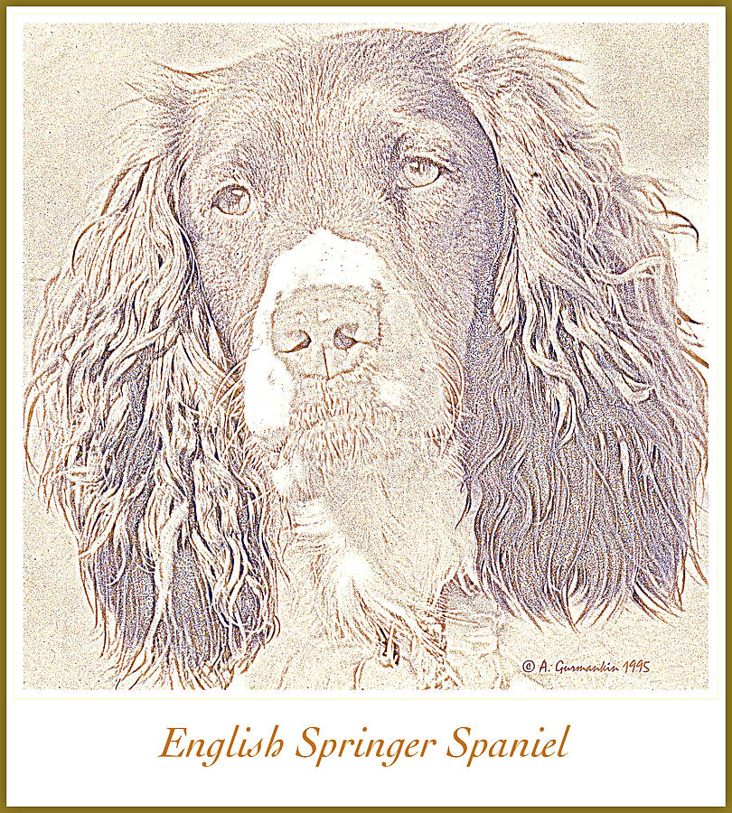 English Springrer Spaniel with Sad Eyes #1 Photograph by A Macarthur Gurmankin