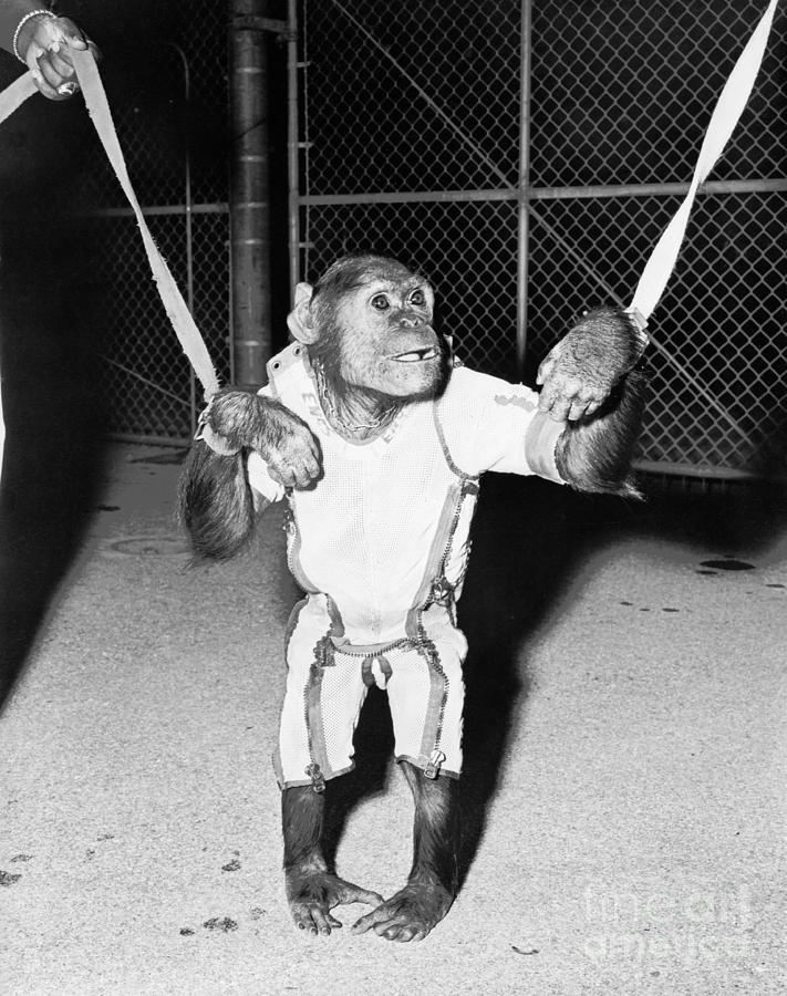 Enos the chimpanzee that orbited Earth twice in a Mercury spacecraft #2 Photograph by Vintage Collectables