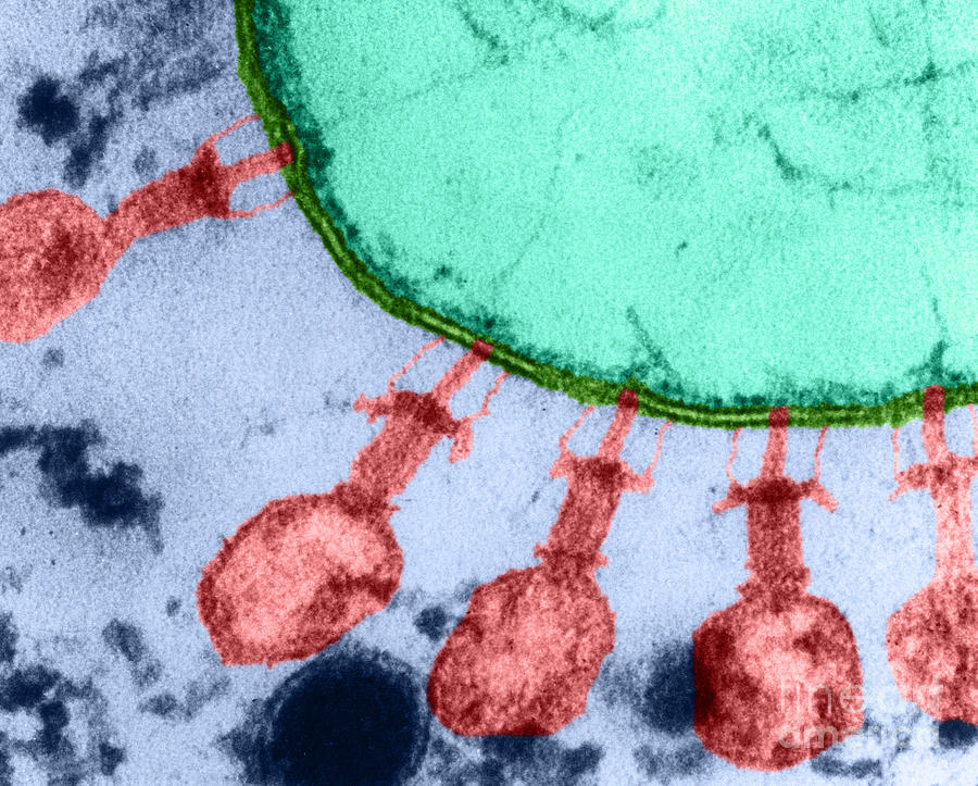 Enterobacteria Phage T2 #1 Photograph by Lee D. Simon