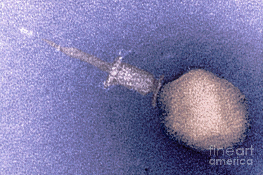 Enterobacteria Phage T4 Tem #1 Photograph by Scimat