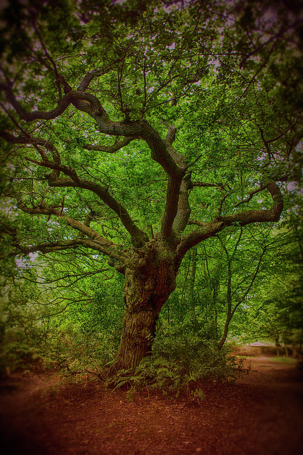 Epping Forest Walk #1 Photograph by David French