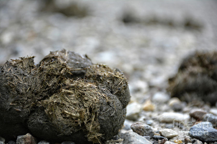 Equestrian Dung #1 Photograph by FineArtRoyal Joshua Mimbs