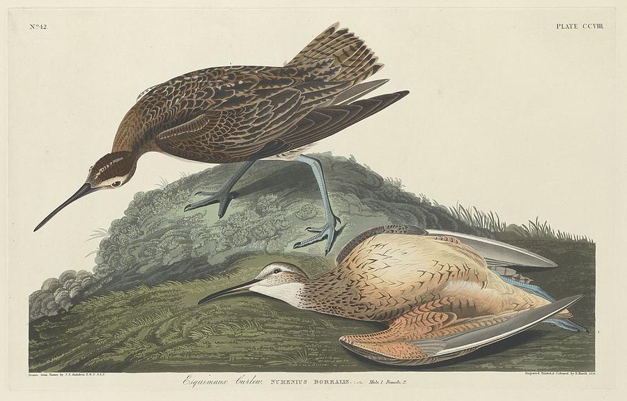 Esquimaux Curlew #1 Drawing by Dreyer Wildlife Print Collections 