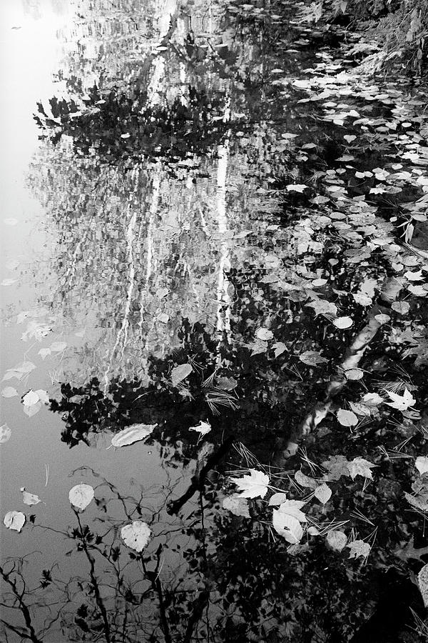 Black Photograph - Etched In Autumn by Bruce Thompson Black Photograph - Etched In Autumn by Bruce Thompson