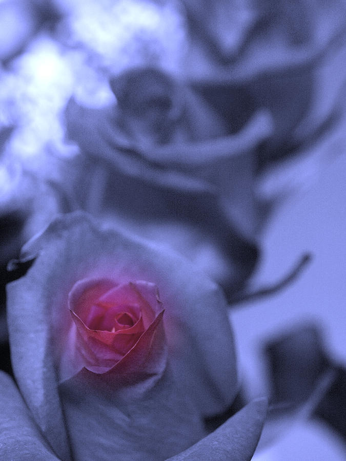 Rose Photograph - Eternal glow #1 by Teri Schuster