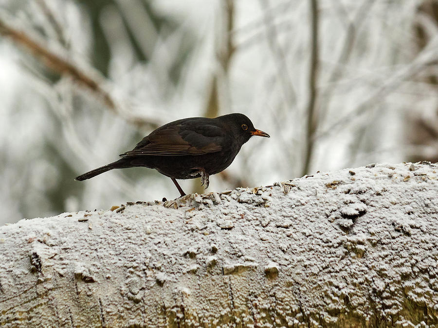 Eurasian blackbird #1 Photograph by Jouko Lehto