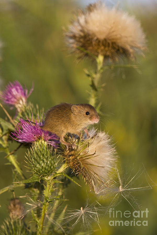 Mouse Photograph - Eurasian Harvest Mouse #1 by Jean-Louis Klein & Marie-Luce Hubert