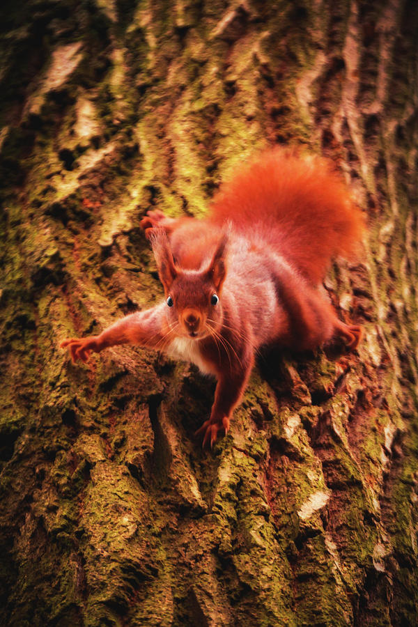 Eurasian Red Squirrel - Sciurus Vulgaris #2 Photograph by Marc Braner