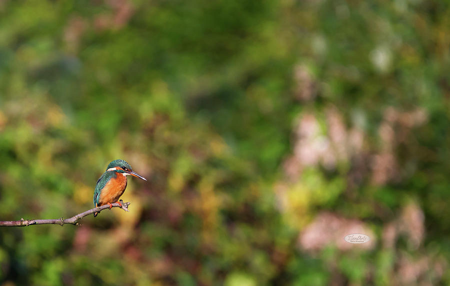 Eurasian, river or common kingfisher, alcedo atthis, Neuchatel,  #1 Photograph by Elenarts - Elena Duvernay photo