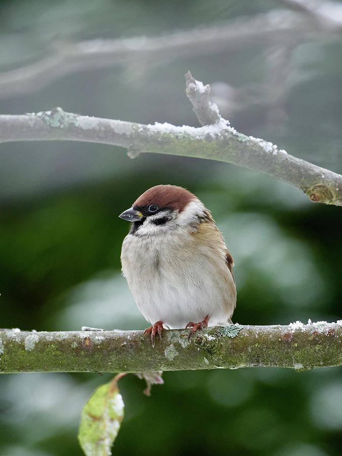 Eurasian tree sparrow #1 Photograph by Jouko Lehto