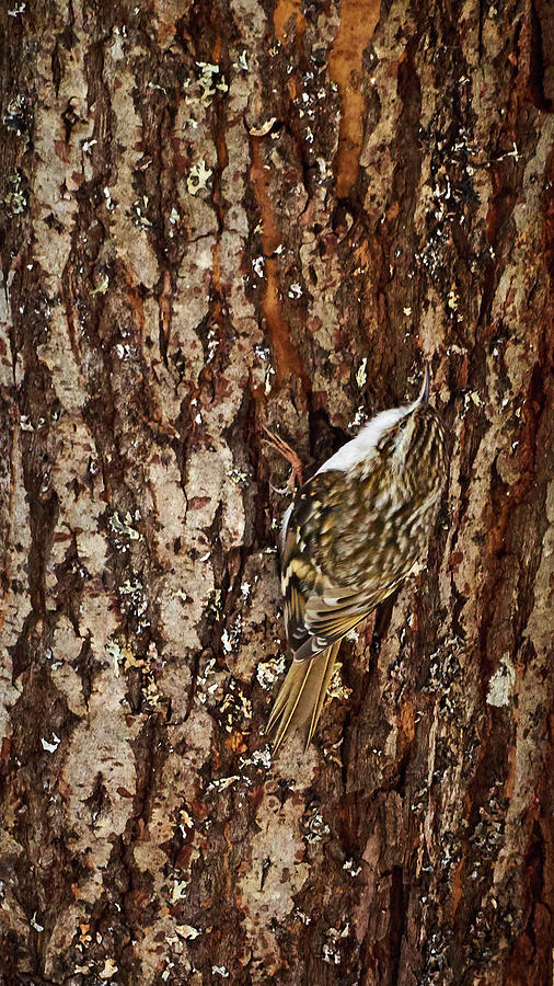 Eurasian treecreeper #1 Photograph by Jouko Lehto