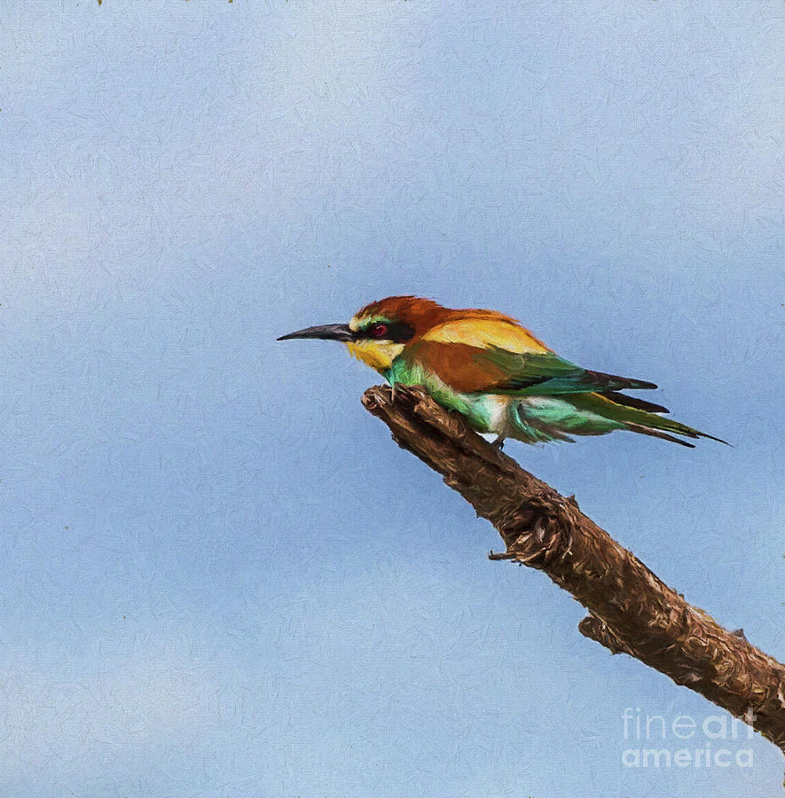 European Bee Eater by Liz Leyden European Bee Eater by Liz Leyden