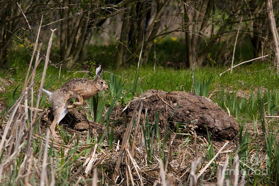 European Brown Hare Lepus Europaeus #1 Photograph by Gerard Lacz