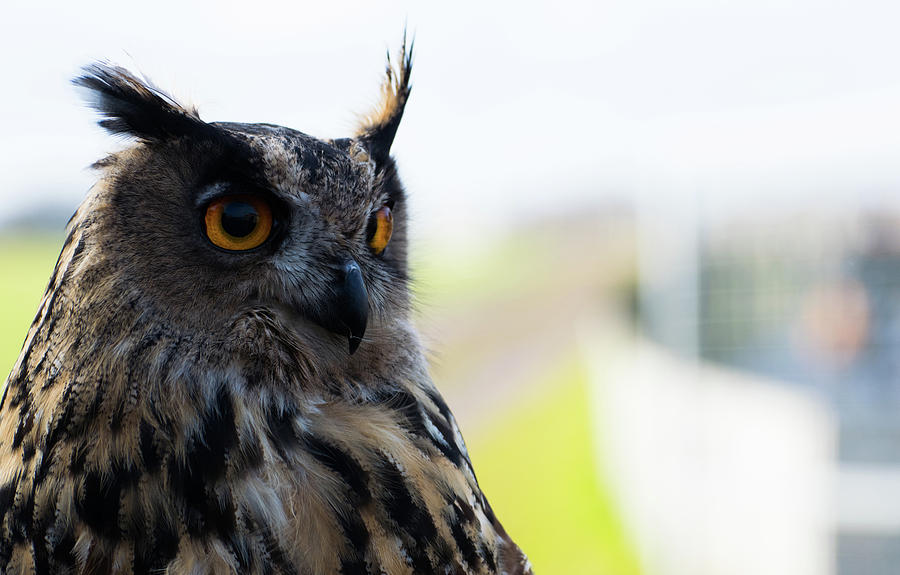 Owl Photograph - European Eagle Owl #3 by Silviu Dascalu
