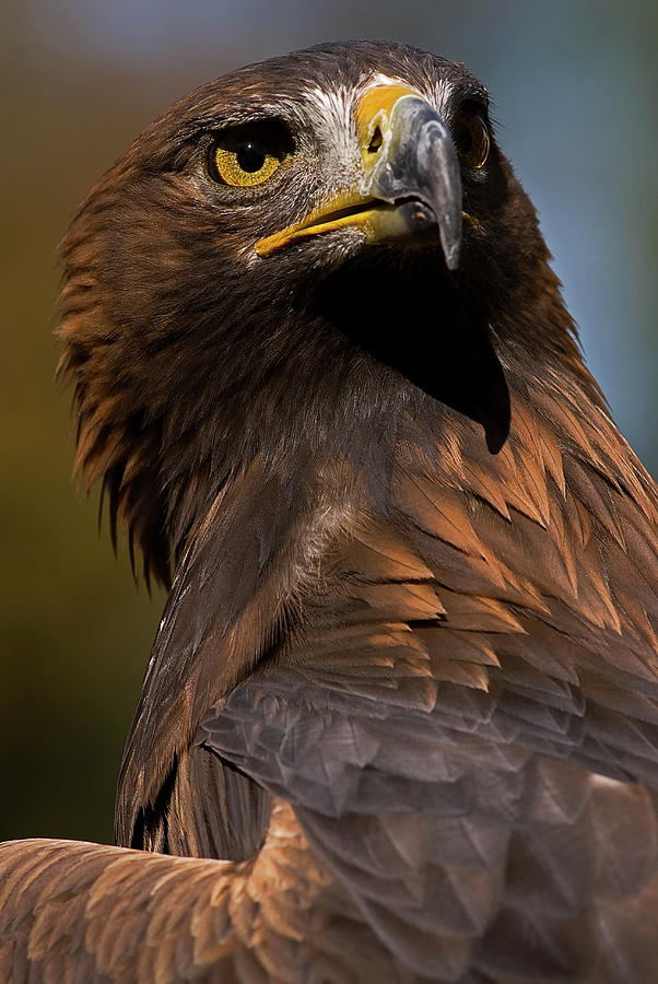 European Golden Eagle #1 Photograph by JT Lewis