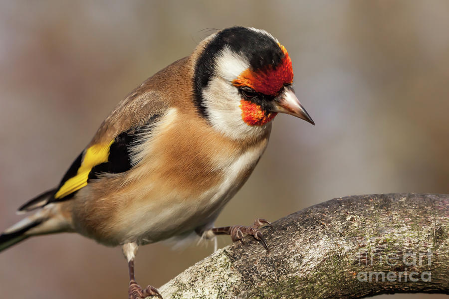 European goldfinch bird close up   Photograph by Simon Bratt
