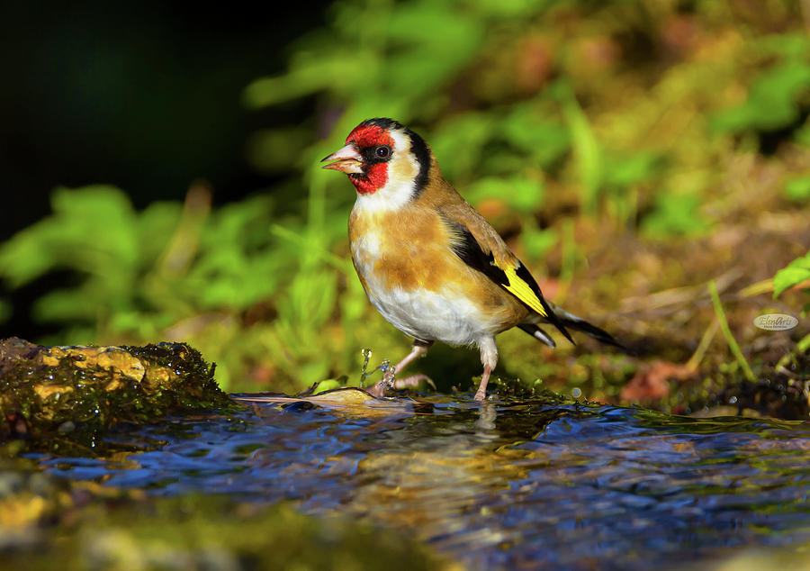 European goldfinch, carduelis carduelis #1 Photograph by Elenarts - Elena Duvernay photo