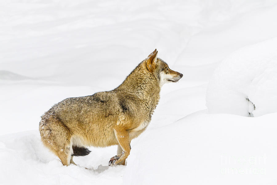 Grey Wolf, Walking, Snow Photograph by Marco Arduino | Fine Art America