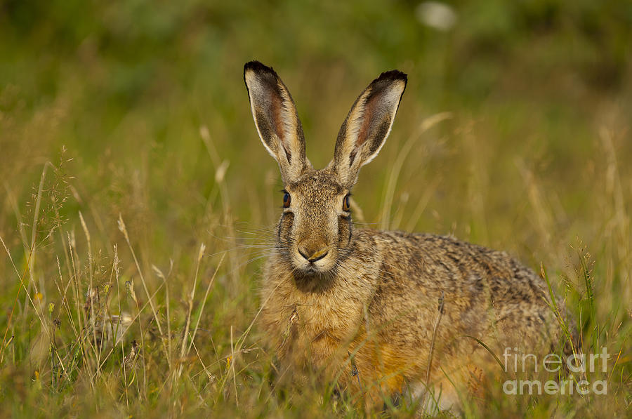 European Hare #1 Photograph by Steen Drozd Lund