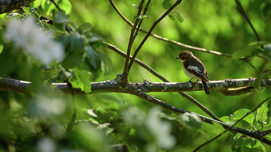 European pied flycatcher in an apple tree #1 Photograph by Jouko Lehto