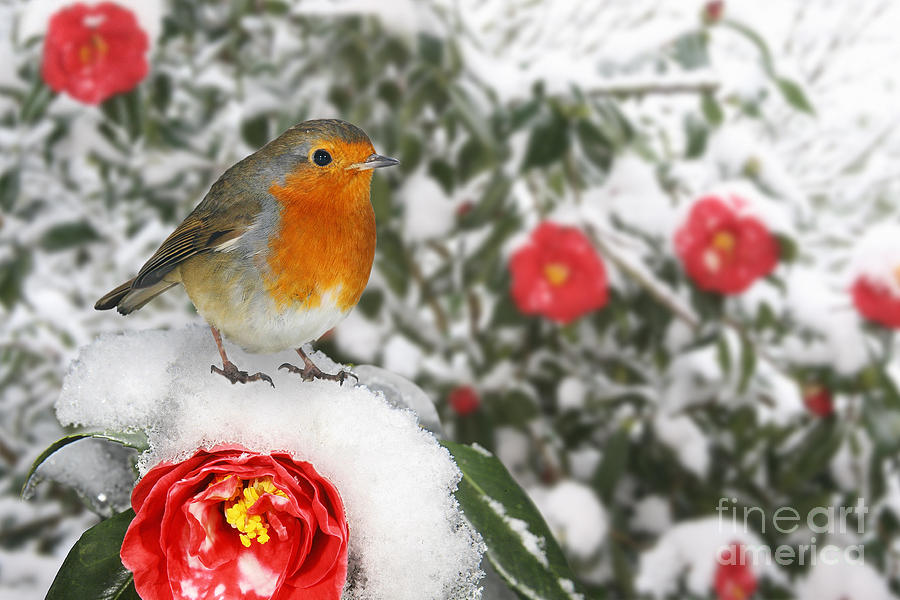 European Robin on snowy red Camellia Photograph by Warren Photographic