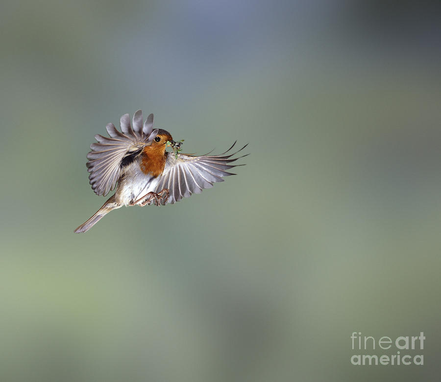European Robin on the wing Photograph by Warren Photographic