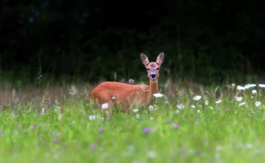 European roe deer, capreolus capreolus, Switzerland #1 Photograph by Elenarts - Elena Duvernay photo