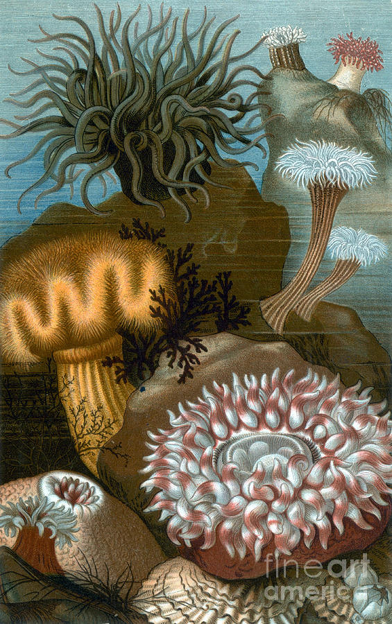 European Sea Anemones #1 Photograph by Science Source