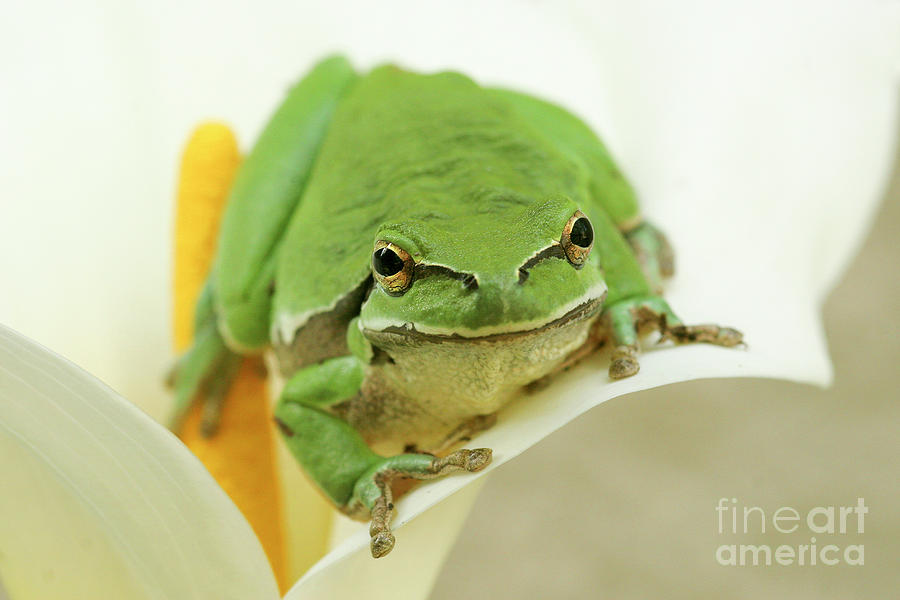 European tree frog, Hyla arborea, #1 Photograph by Alon Meir