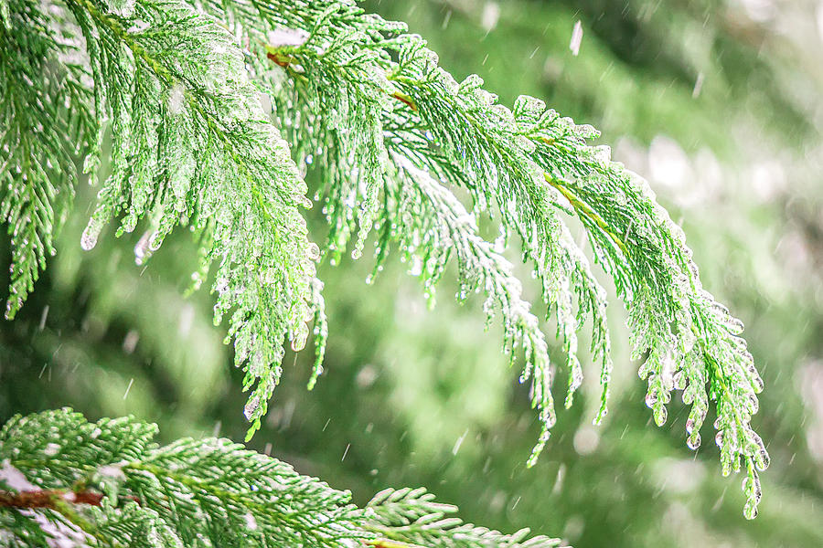 Evegreen Trees Covered In Ice And Snow #1 Photograph by Alex Grichenko