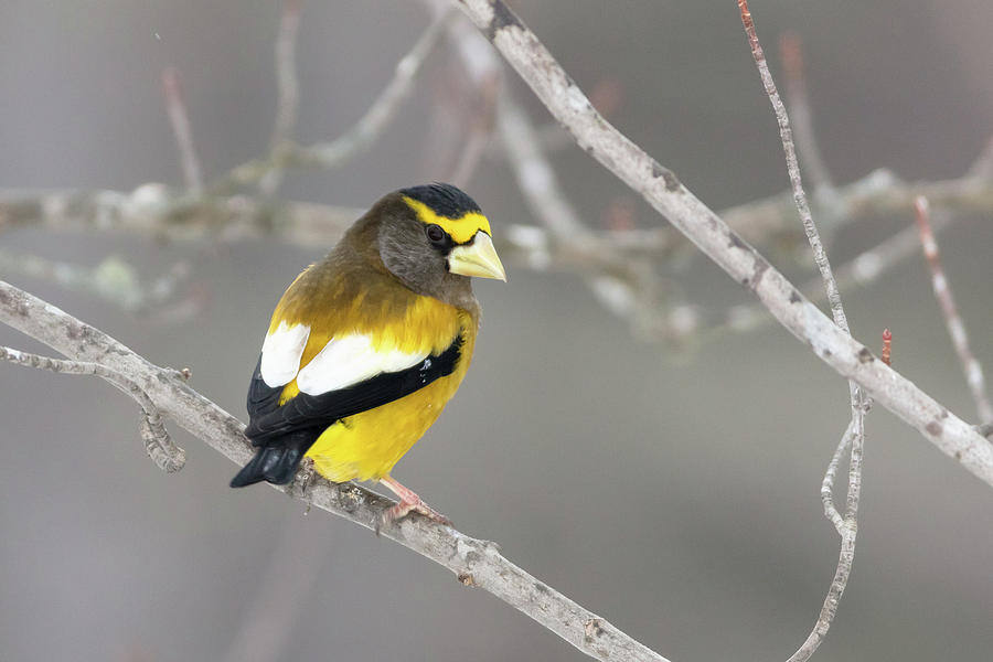 Evening Grosbeak Photograph by Mike Timmons - Fine Art America