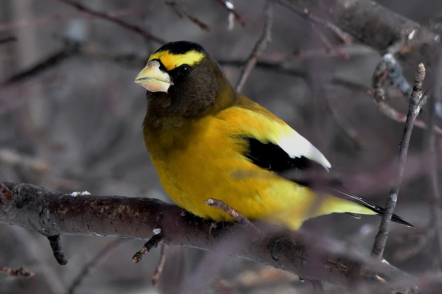 Evening Grossbeak Photograph by Dwight Eddington - Fine Art America