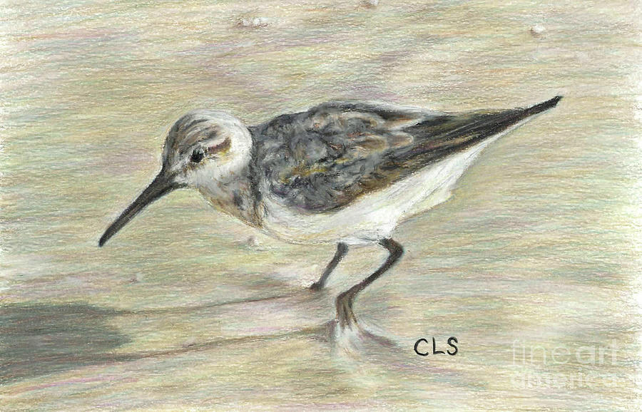 Beach Drawing - Evening Sanderling by C L Swanner