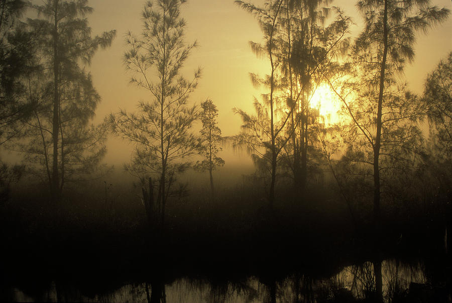 Everglades Sunrise #1 Photograph by John Burk