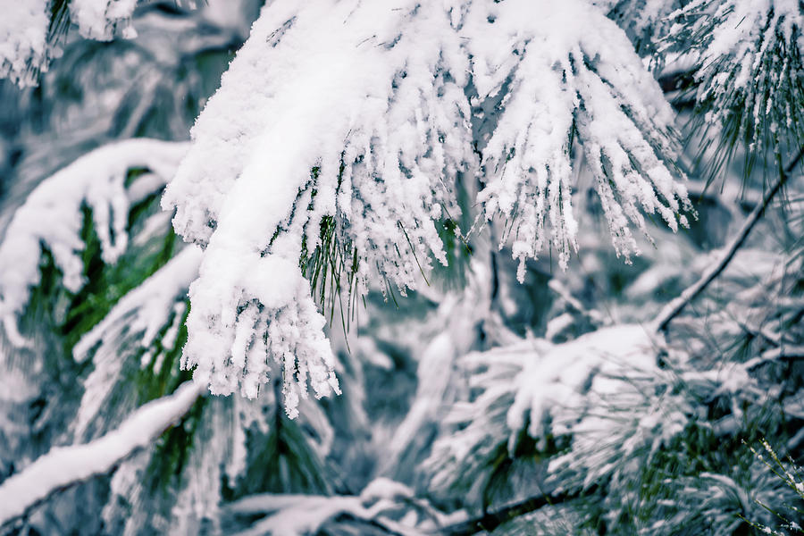 Evergreen Plants Covered In Snow In January After Winter Storm #1 Photograph by Alex Grichenko