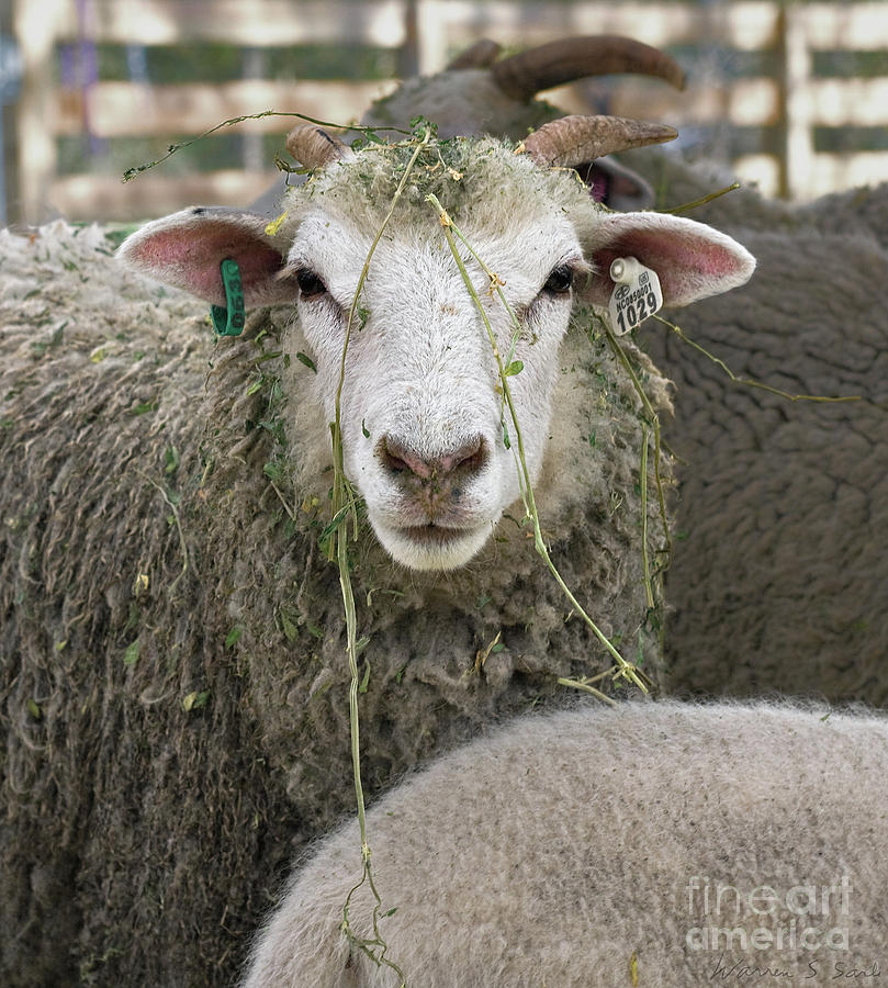 Sheep Photograph - Ewe 1029 Enjoying Some Alfalfa #1 by Warren Sarle