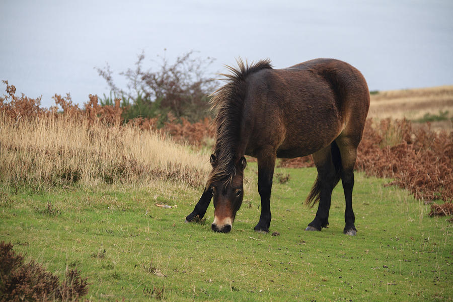 Exmoor pony  rare breed #1 Photograph by Chris Smith