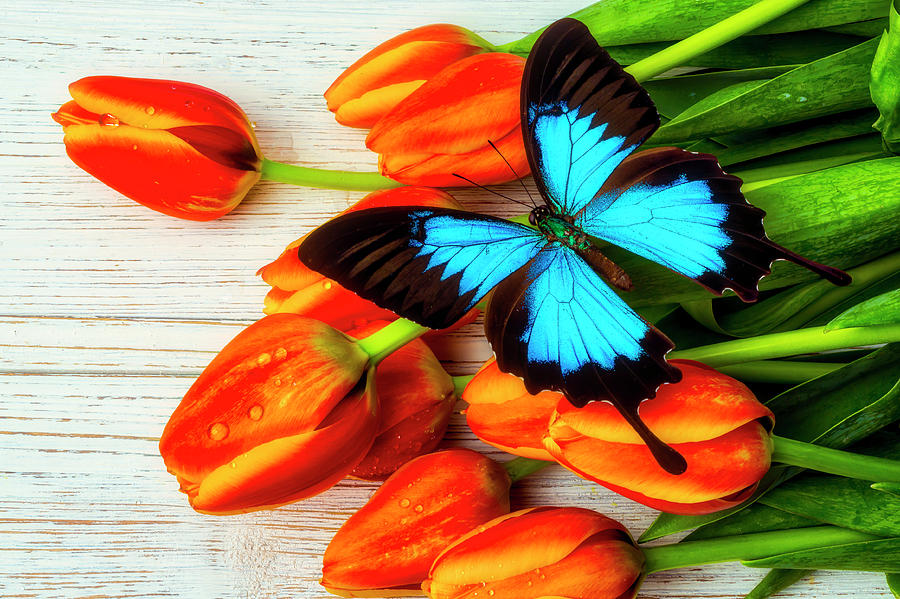Exotic Butterfly On Tulips #1 Photograph by Garry Gay