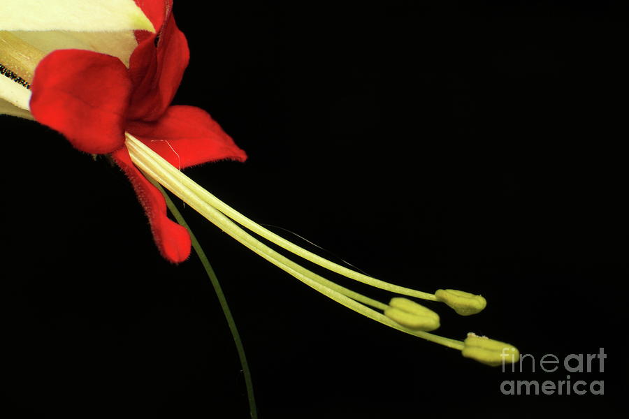 Exotic Flower Photograph