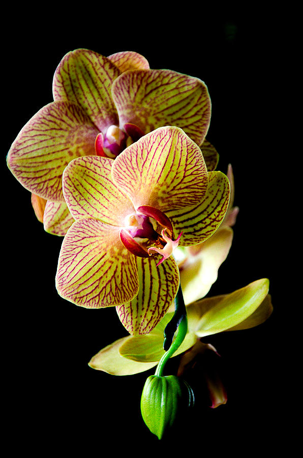 Exotic Orchid Bloom #2 Photograph by Julie Palencia