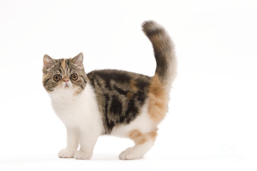 Exotic Shorthair Kitten #1 Photograph by Jean-Michel Labat