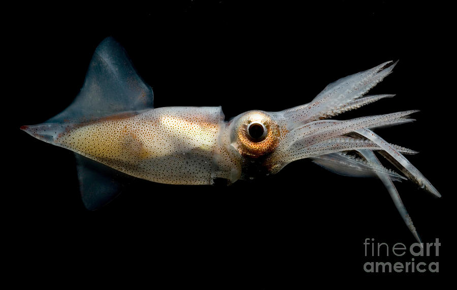 Eye Flash Squid #1 Photograph by Dante Fenolio