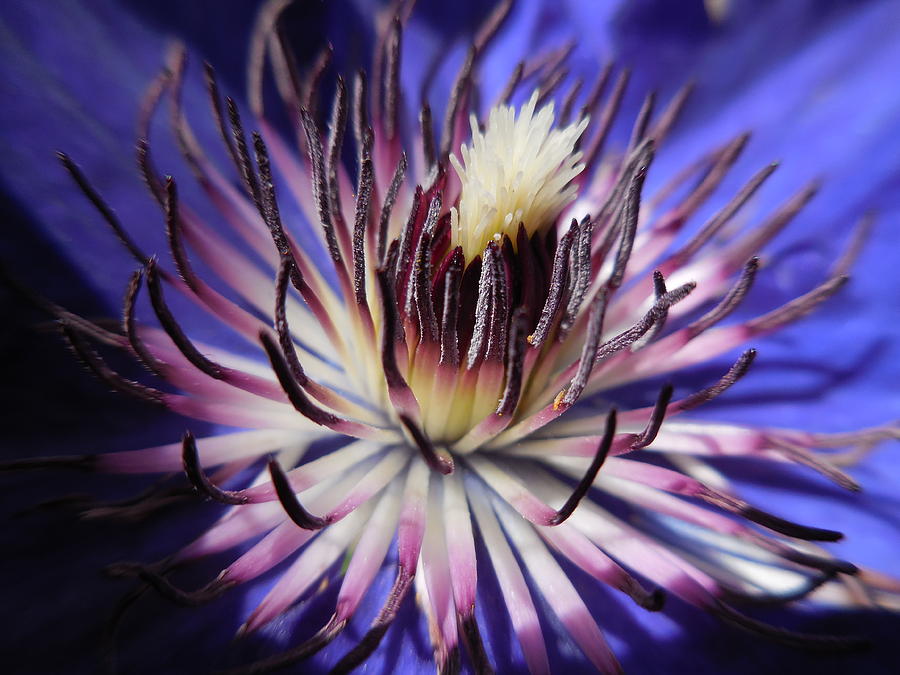 Eye of the Clematis by Rebecca Mento Eye of the Clematis by Rebecca Mento